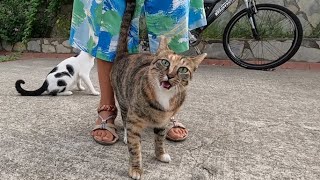 Calico cat meowing with a high pitched sound is incredibly cute [upl. by Abell127]