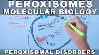 Molecular Biology of Peroxisomes  Peroxisomal Disorders [upl. by Elmira]