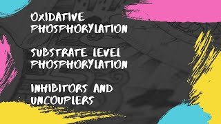 Oxidative phosphorylation  Substrate level phosphorylation  Inhibitors and Uncouplers [upl. by Roanna527]