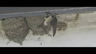 House martins feeding at Dale Head in the Duddon Valley [upl. by Anhoj]