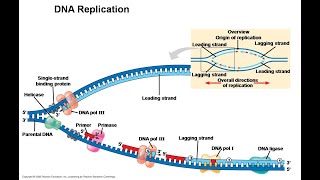 Events of DNA replication and Post Replicative Change [upl. by Tutt]