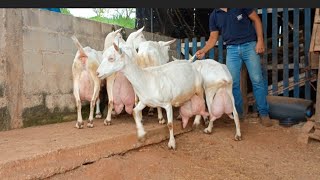 RETORNO AO CAPRIL COM MUITA NOVIDADES NOVILHAS COM 8 LITROS DE LEITE E  TUDO SOBRE MANEJO E DIETA [upl. by Cora]