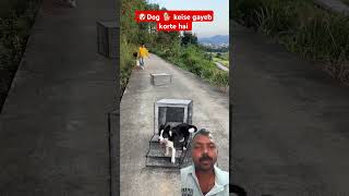 Dog 🐶🐕 kaise gayeb korte hai 🔥🤣 trending comedy youtubeshorts funny shortsshortfeed [upl. by Aibonez]