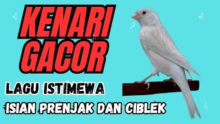 Kenari Gacor isian Prenjak amp Ciblek ‼️Masteran Lagu Istimewa ‼️ [upl. by Macgregor]