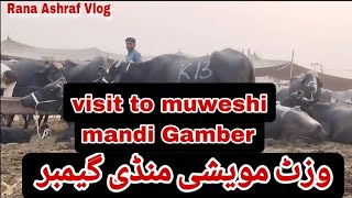 Visit to Muweshi Mandi Gamber  Rana Ashraf vlog  Daily vlog [upl. by Kneeland]