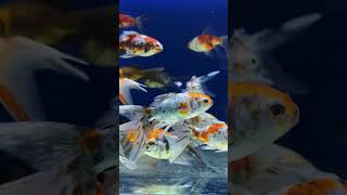 Facts about pet fishes in Hindi pet fish short shortsfeed viralshorts [upl. by Delia]