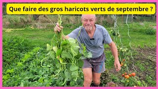 Que faire de vos gros haricots verts de septembre avant quils pourrissent [upl. by Ahsimik]