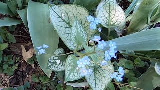 Brunnera macrophylla “Jack Frost” Siberian Bugloss [upl. by Annoda]