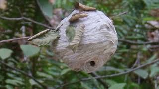 Western Yellowjacket Nest [upl. by Gluck449]