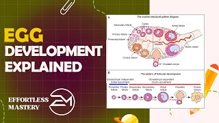 OOGENESIS SIMPLIFIED StepbyStep Guide to Egg Development [upl. by Maillliw]