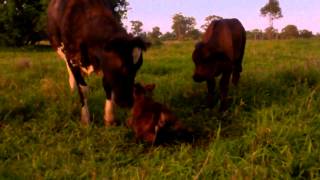 Myella Farm Stay new calf learns to stand [upl. by Brote]