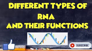 Different types of RNA and their Function [upl. by Ase]