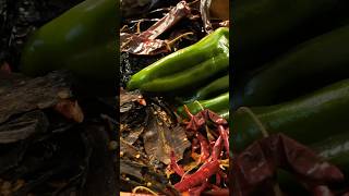 Did you know THIS about Mexican Chilis [upl. by Essilevi892]