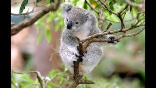 Are there really koalas at Pound Bend in Warrandyte [upl. by Frodina]