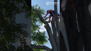 Mastering Tree Branch Cutting Pro Tips for Safe and Efficient Pruning trees treecutting tree [upl. by Riannon]