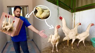 White Shamo Chla gy Shamo Chicks Hen Hatching Eggs How to Start Shamo Farming Hsn Entertainment [upl. by Waxler]