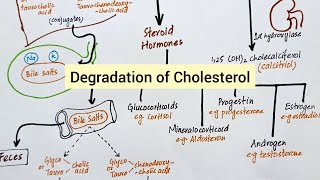 Degradation of Cholesterol  Synthesis of Bile Acids Vitamin D amp Steroid Hormones [upl. by Rebna]