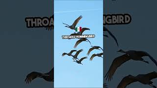 Unbelievable Bird Migrations Natures Greatest Journeys [upl. by Atekan]