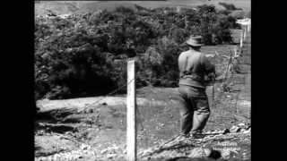 New Zealand history 1950  New Zealand Farm dogs [upl. by Eikcir247]