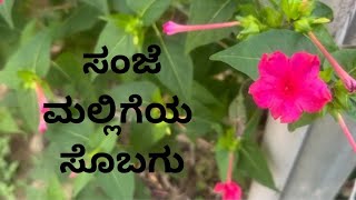 40 clock plant  ಸಂಜೆ ಮಲ್ಲಿಗೆ Mirabilis jalapa [upl. by Eiramyma461]