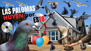 LAS PALOMAS HUYEN EN PARVADA SI Pones Esto  Ahuyentar 1 Plaga de palomas [upl. by Otinauj]