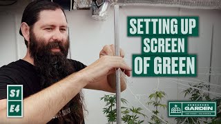 S1E4 How To SCROG Installing our Screen Of Green Trellis  Homegrown Cannabis Co Garden [upl. by Ana163]