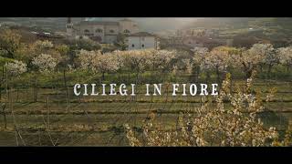 Ciliegi in fiore Montecchia di Crosara 4K [upl. by Aggie]