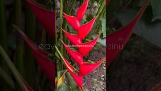 Heliconia garden flowers nature shorts music song love [upl. by Sells]