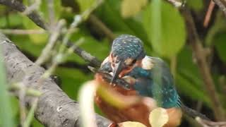 Watch as the Regents Canal Kingfisher catches and dispatches a fish [upl. by Xela]