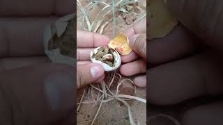 Snake Egg Opening  Sanke  Snake Short  yt shorts  yt short [upl. by Ariajaj]