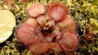 Drosera falconeri Petiolaris Sundew [upl. by Acissev]