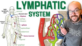 Lymphatic System [upl. by Clifford]