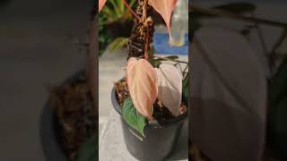 Philodendron micans pink verigated indoorplants rareplants beautiful plants [upl. by Nirmak]