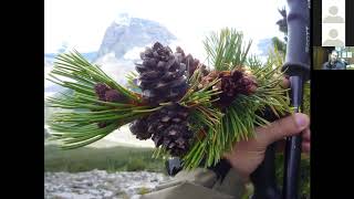 Whitebark Pine Restoration How its Done and How You Can Help [upl. by Arimas551]