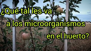 ¿Qué tal les va a los microorganismos en el huerto [upl. by Adelbert]