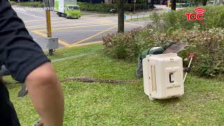 Reticulated python safely removed near Paya Lebar Square as onlookers watch [upl. by Eetsud]