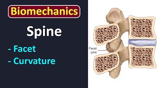 LEC 1 Introduction to axial skeleton biomechanics [upl. by Lorain]