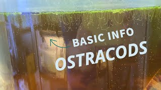 Ostracods  basic info for beginners [upl. by Sabelle826]