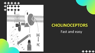 ChilinoceptorsNicotinicMuscarinicM1 and M3 [upl. by Eibloc]