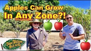 How To Grow Apples In Warmer Grow Zones 🍎🍏 MOST VARIETIES [upl. by Paley]