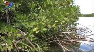 Mangrove Center amp tour Lac Cai Bonaire [upl. by Nemracledairam]