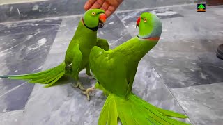 Gorgeous Parrots  Beautiful Dancing And Talking Parrots  So Funny Green Parrots [upl. by Yenohtna]