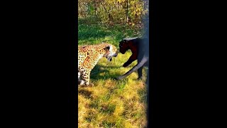 Battle Between Leopard And Black Panther [upl. by Adneral]