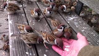 My eye is on the sparrow Sparrows are eating foods from my hand 手から餌を食む雀 [upl. by Borries]