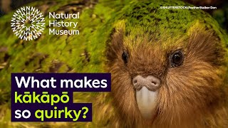 New Zealands endemic and endangered kākāpō [upl. by Dorotea]