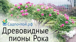 Суперзимостойкие древовидные пионы Рока  высота 23 м морозостойкость до 30 40 садпочтойрф [upl. by Roselia332]