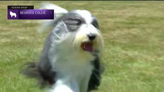 Bearded Collies  Breed Judging 2022 [upl. by Aciria427]