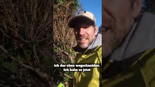 Verloren gesucht und wiedergefunden garten garden gardening [upl. by Marola235]