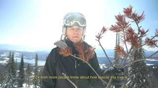 Melissa Jenkins explains how to save the whitebark pine [upl. by Buchbinder]