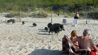 Polnische Überläufer Auf Usedom terrorisieren Wildschweine die Touristen  SPIEGEL TV [upl. by Anjanette]